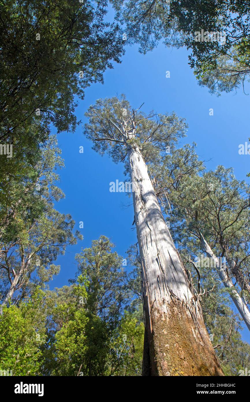 Gebirgsasche (Eucalyptus regnans) im Mt Field National Park Stockfoto
