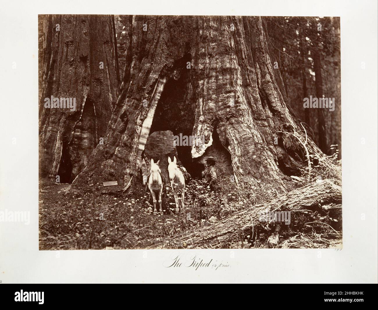 Das Stativ, 94 Fuß Umfang 1865–66, gedruckt ca. 1876 Carleton E. Watkins American. Das Stativ, 94 Fuß Umfang 264951 Stockfoto