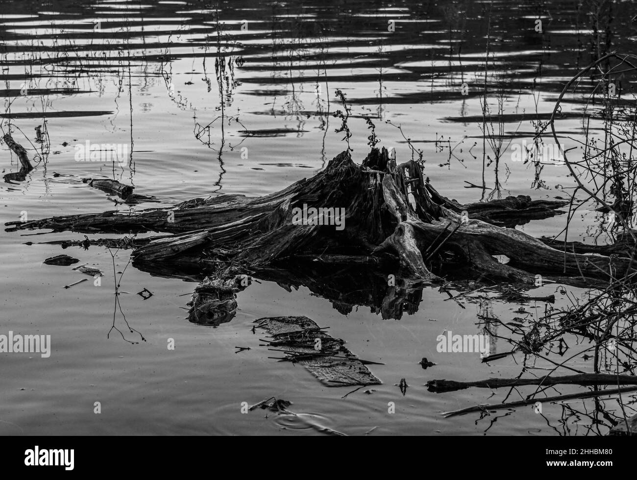 Hier ist ein schwarz-weißes Bild eines teilweise unter Wasser gestauten Baumstumpens, aufgenommen am Lake Williams, York County, Pennsylvania USA Stockfoto