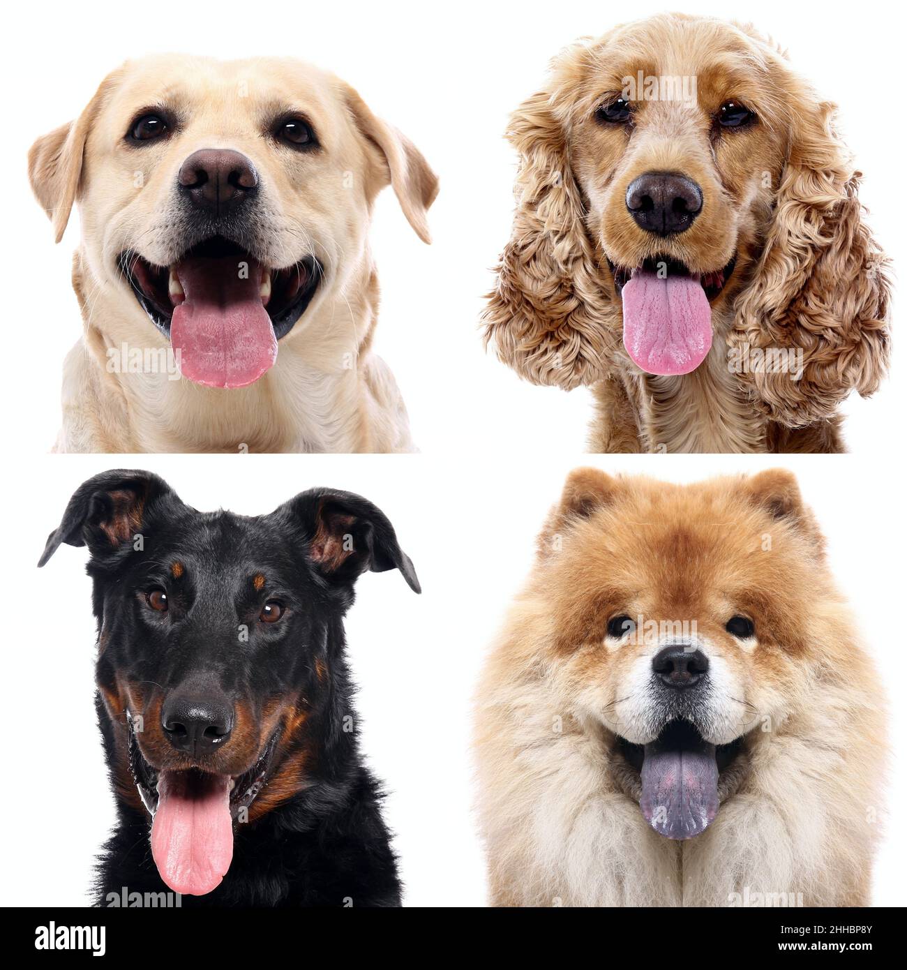 Gruppe von schönen Hunden vor einem weißen Hintergrund Stockfoto