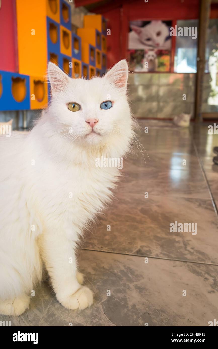 Inländische weiße türkische van Katze mit verschiedenen Augen Stockfoto