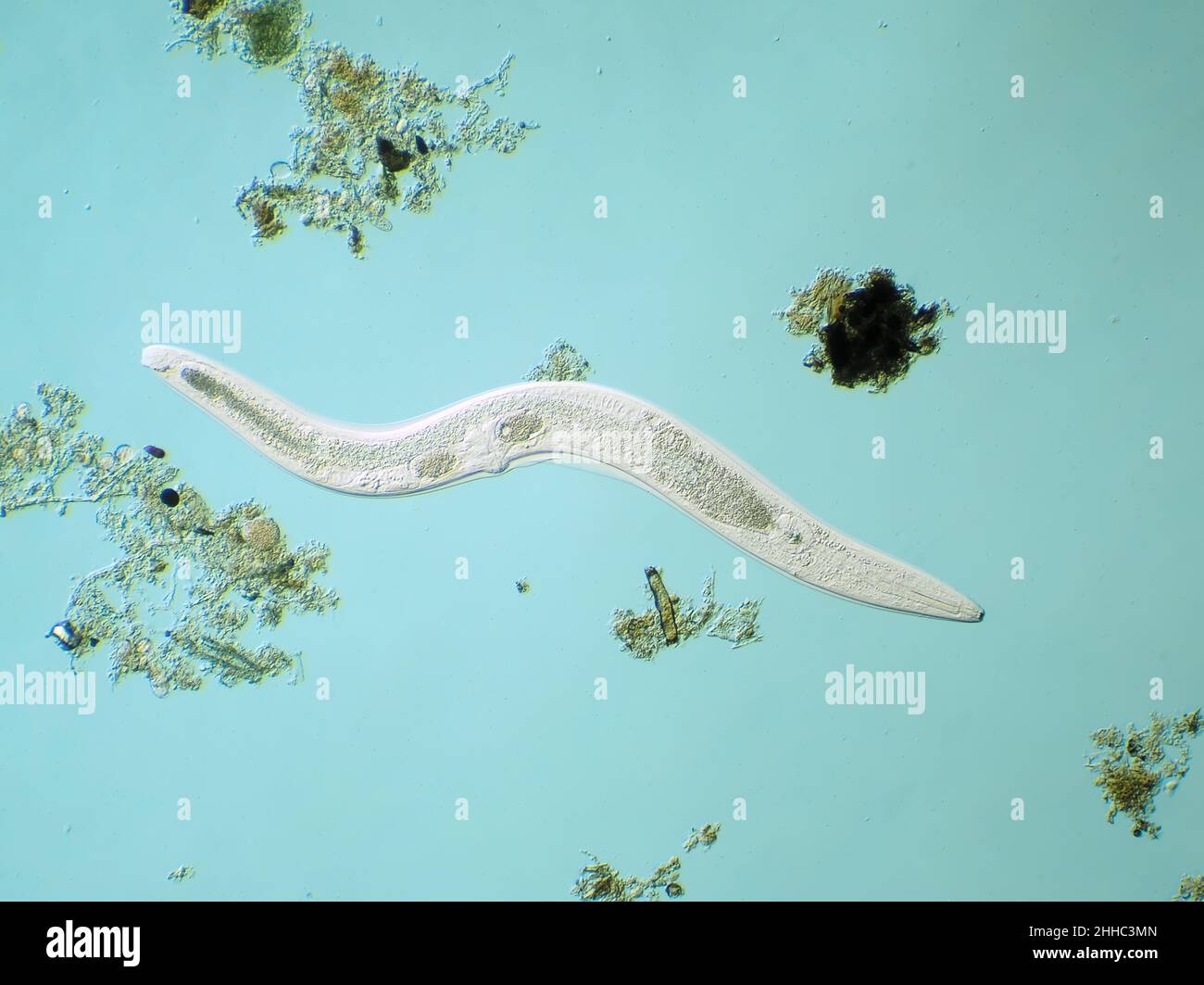 Mikroskopisch kleiner, frei lebender Nematodenwurm aus Gartenerde, möglicherweise Panagrellus sp., horizontales Sichtfeld ist etwa 1,1mm Stockfoto