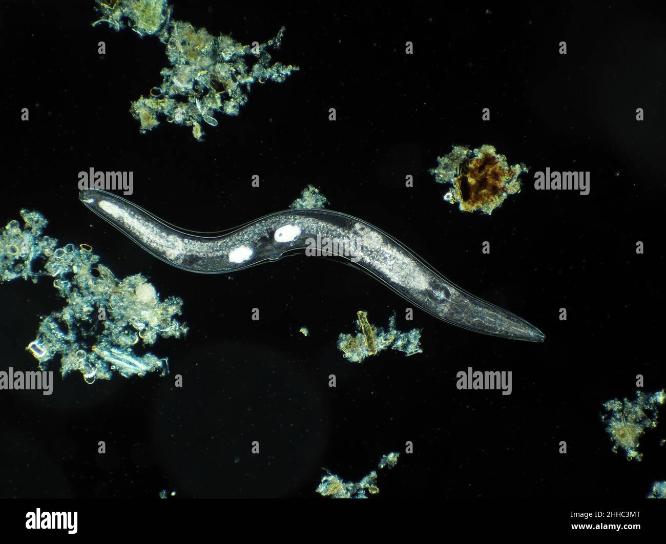 Mikroskopisch kleiner, frei lebender Nematodenwurm aus Gartenerde, möglicherweise Panagrellus sp., Dunkelfeld-Mikrograph, horizontales Sichtfeld ca. 1,1mm Stockfoto