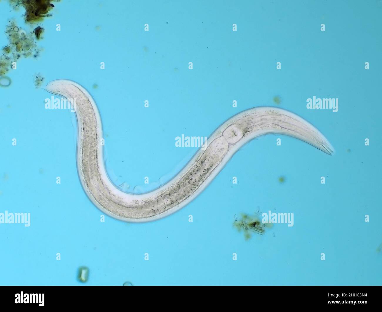 Mikroskopisch kleiner, frei lebender Nematodenwurm aus Gartenerde, möglicherweise Panagrellus sp., horizontales Sichtfeld ist etwa 0,56mm Stockfoto