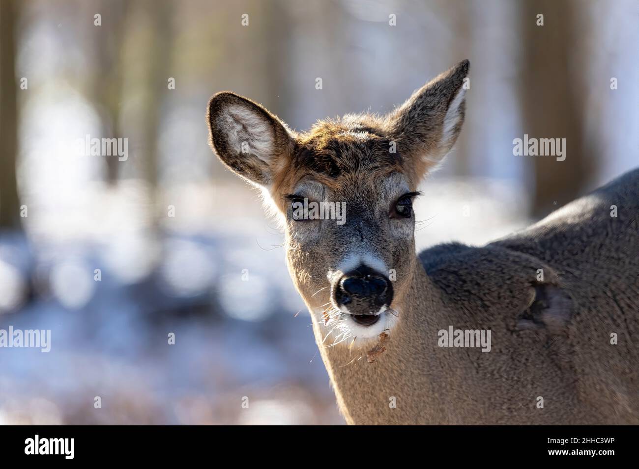 Der Weißschwanzhirsch mit Schuppen Geweih Stockfoto