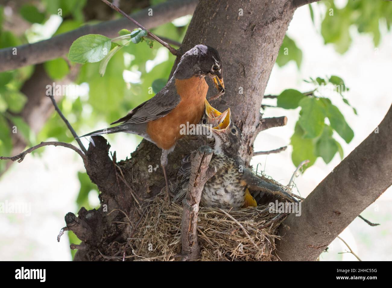Eine Mutter Robin füttert ihre Babys mit Würmern in ihrem Nest in den Ästen eines Apfelbaums Stockfoto