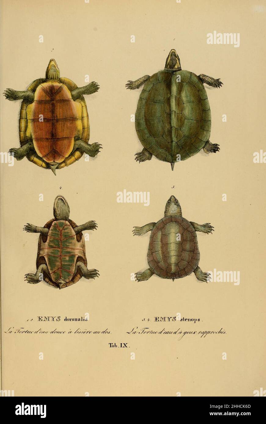 Art novae Testudinum quas in itinere annis 1817-1820 (Tab. IX) Stockfoto