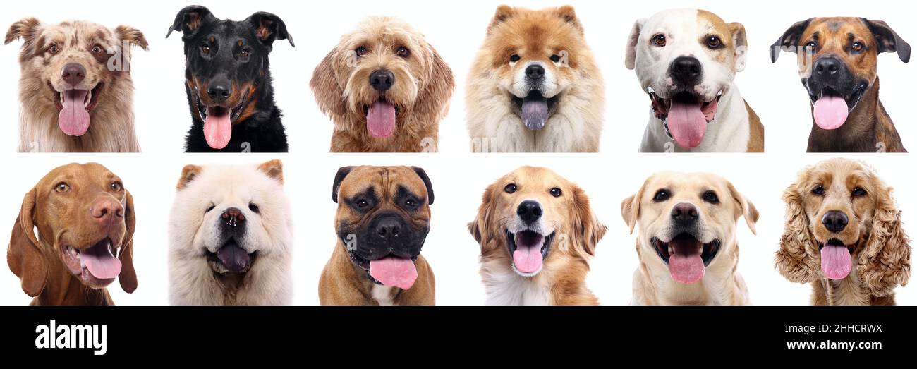 Gruppe von schönen Hunden vor einem weißen Hintergrund Stockfoto