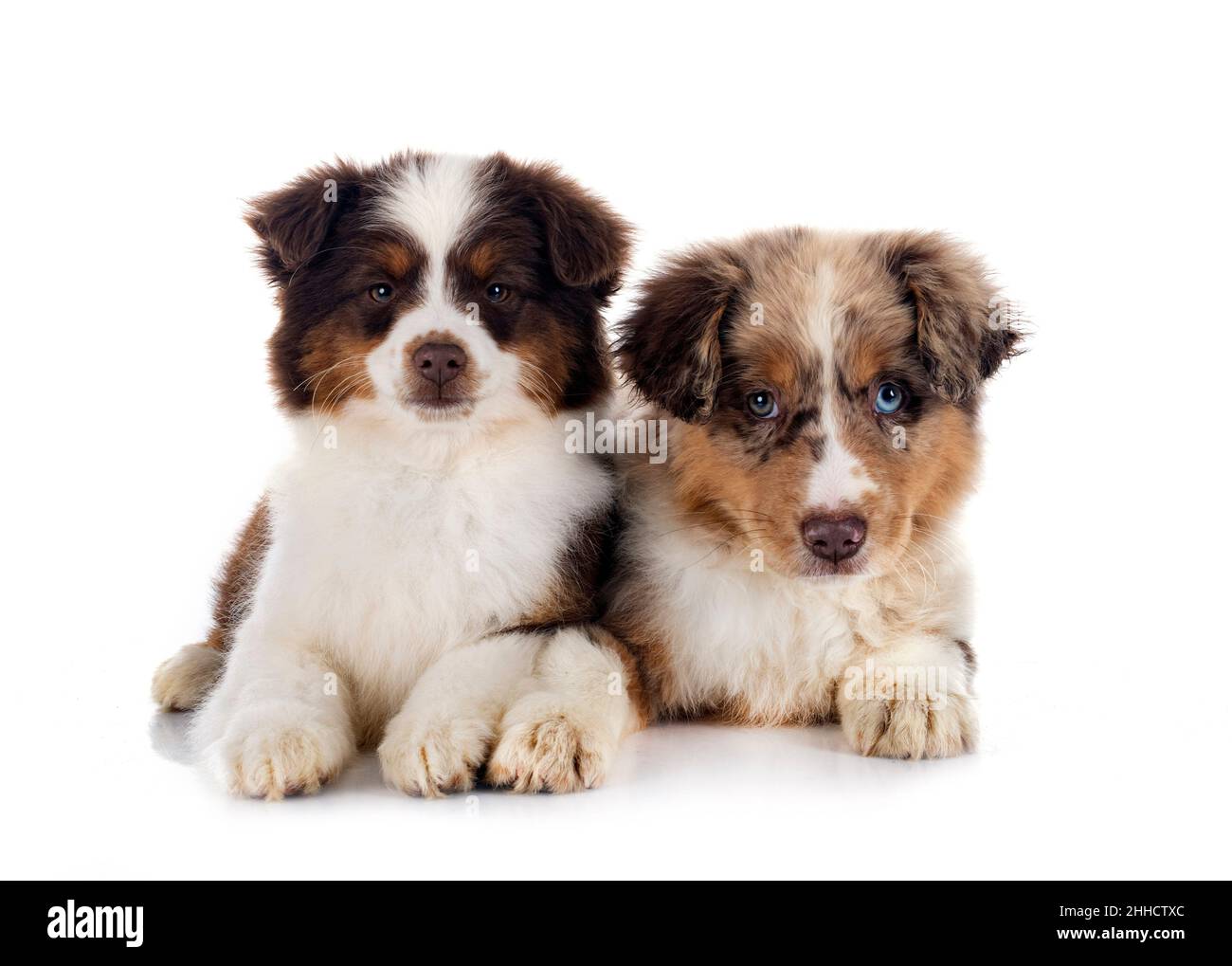 Mini amerikanischer sch ferhund Fotos und Bildmaterial in hoher