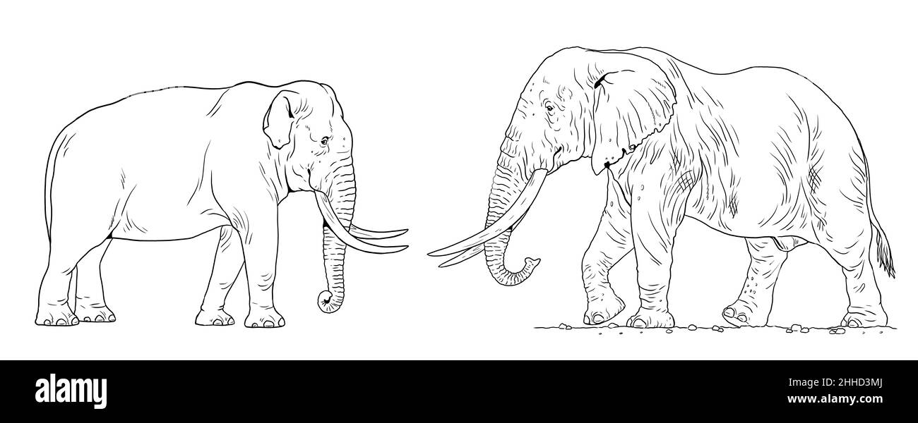 Ein Vergleich afrikanischer und asiatischer Elefanten. Digitale Vorlage für das Ausmalen. Stockfoto