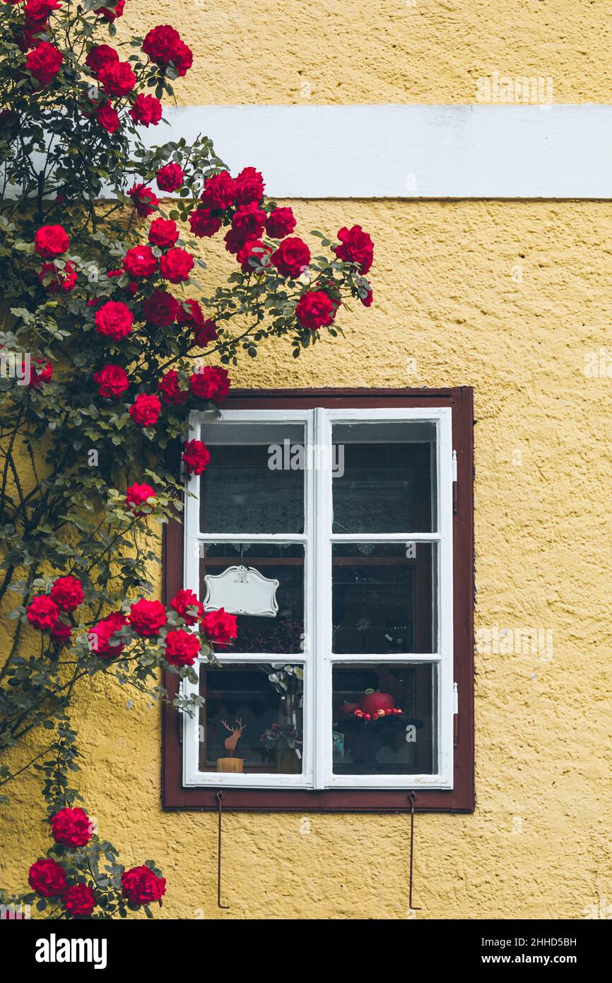 Altes Fenster im Haus mit gelben Wänden kletternd roten Rosen Dekoration Stockfoto