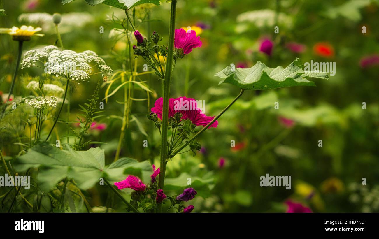 Rote Blume mit schönen Blütenblättern, die individuell auf einer Blumenwiese dargestellt sind. Die Blume in der Wiese Bokeh Stockfoto