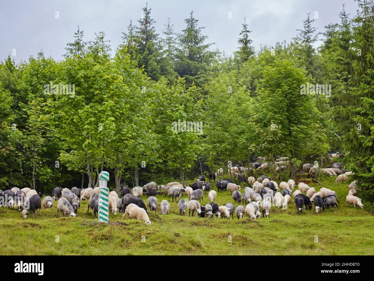 Panorama der Landschaft mit Schafherde grasen auf grünen Weiden in den Bergen. Junge weiße, blsck und braune Schafe grasen auf dem Hof. Stockfoto
