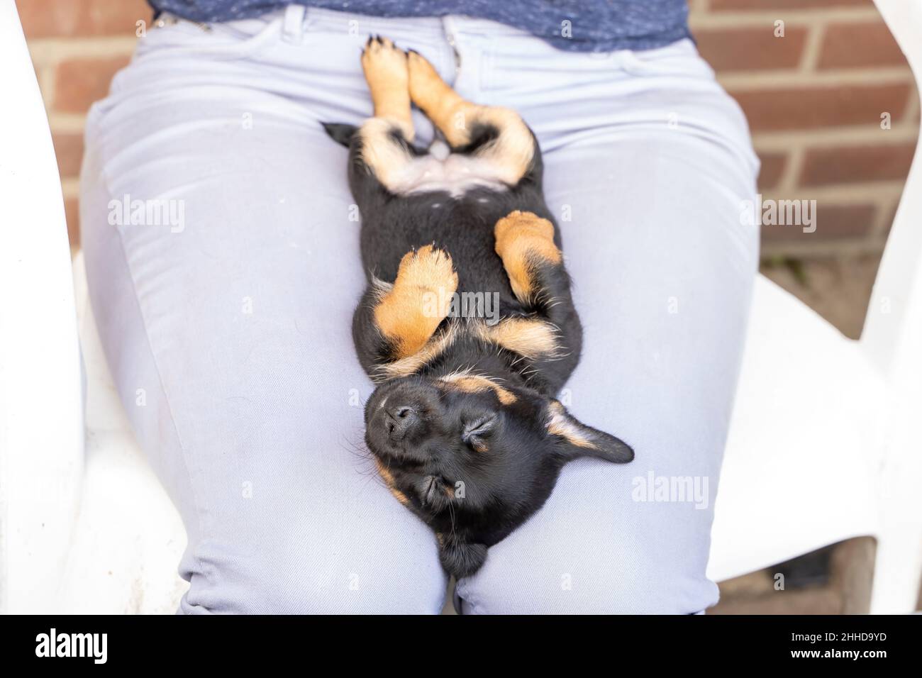 Ein Monat alter brauner brindin Jack Russell Welpe liegt entspannt auf dem Rücken einer Frau auf