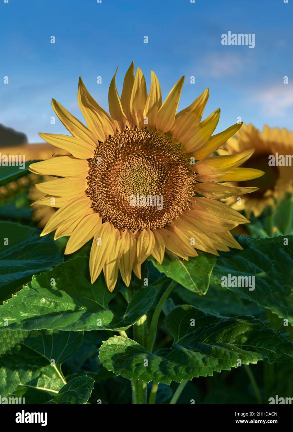 Sonnenblumenköpfe blühen in einem Sonnenblumenfeld in der frühmorgenden Sonne (Helianthus Annus). Öffnen Sie gelbe Sonnenblumenköpfe in einem Loire-Feld. Stockfoto