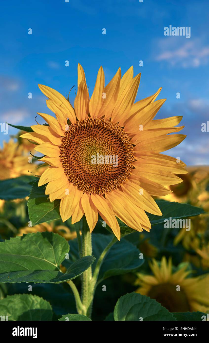 Sonnenblumenköpfe blühen in einem Sonnenblumenfeld in der frühmorgenden Sonne (Helianthus Annus). Öffnen Sie gelbe Sonnenblumenköpfe in einem Loire-Feld. Stockfoto