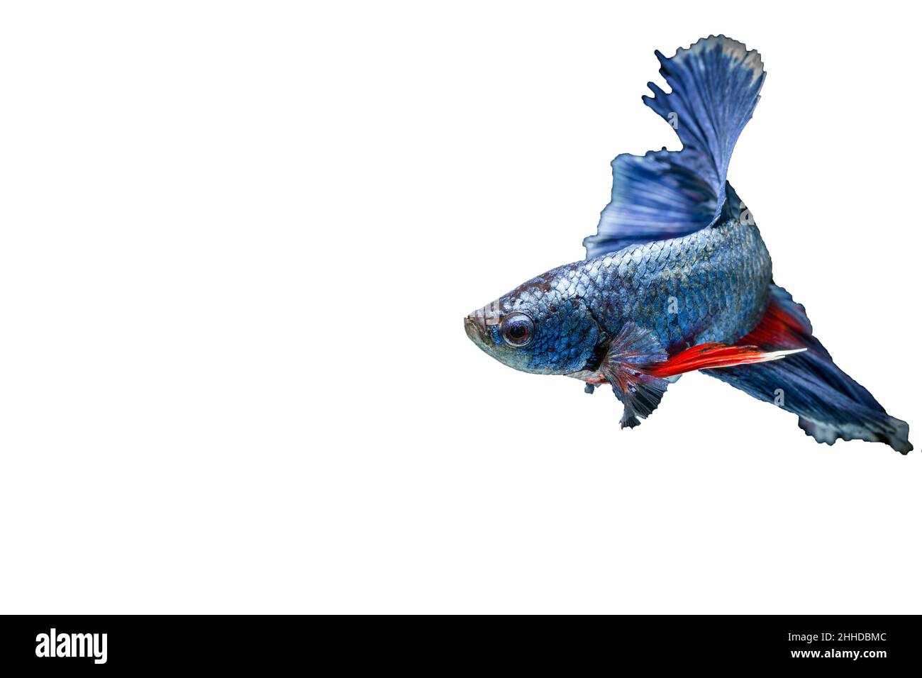 Siamese fighting fish auf schwarzem Hintergrund Stockfoto