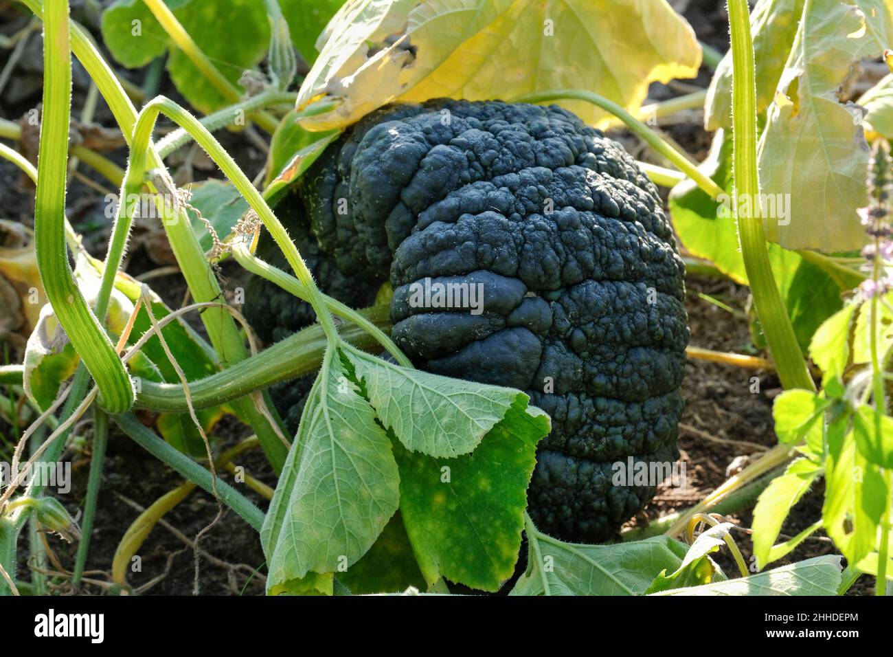 Schwarzer Futsu-Kürbis, japanischer Kürbis, Cucurbita moschata, Kürbis 'Black Futsu'. Obst auf der Pflanze Stockfoto