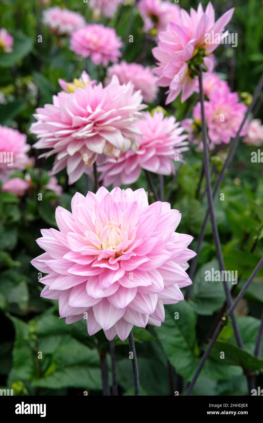 Dahlia „Melody Harmony“. Dekorative Blüten, blasser Flieder mit einem cremig-weißen Zentrum Stockfoto