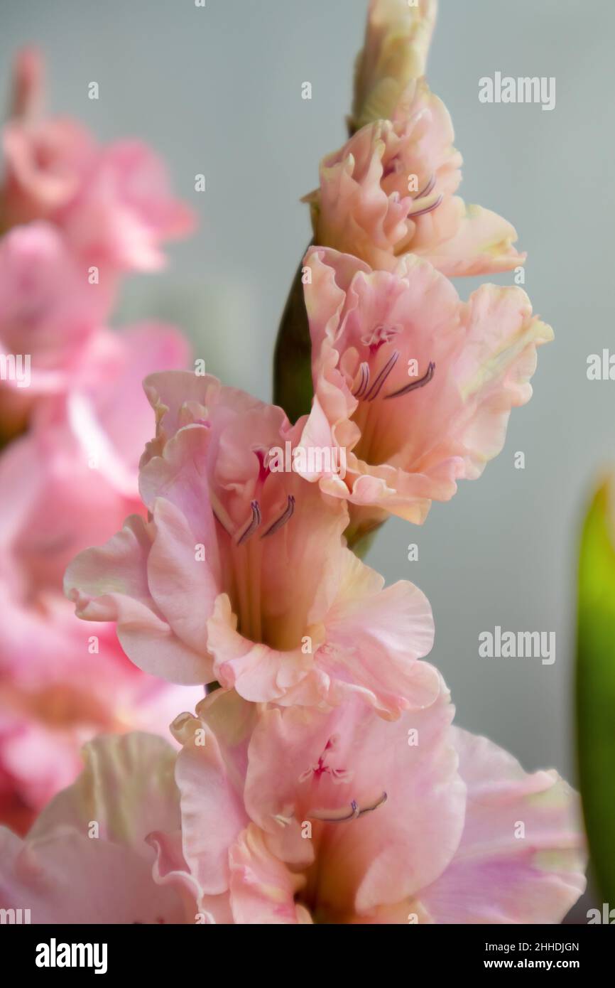 Rosa Gladiolus aus nächster Nähe. Grußkarte zum Valentinstag, Muttertag. Stockfoto