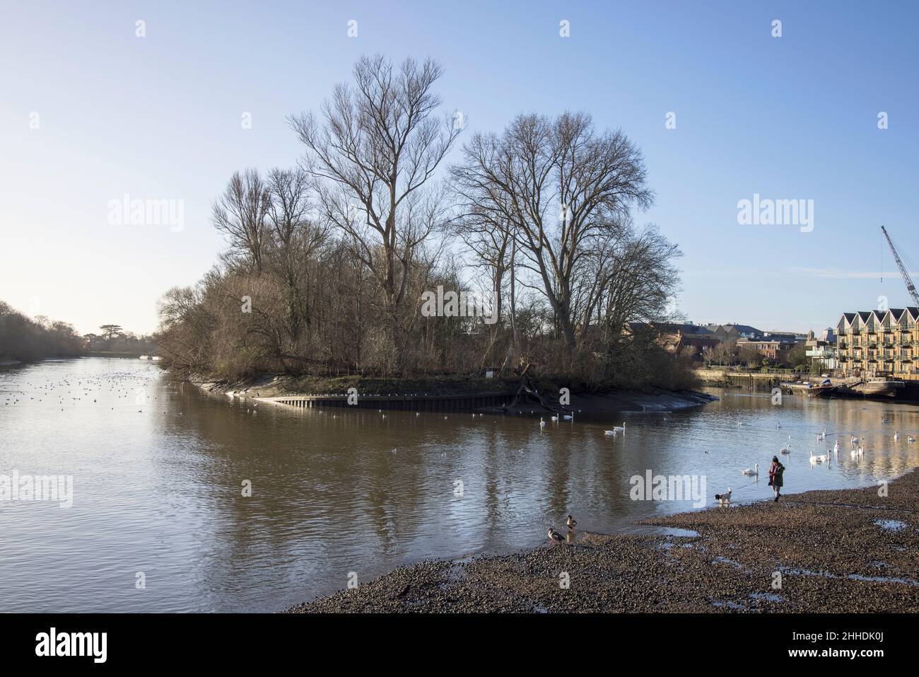 Hunde gehen bei Ebbe im alten isleworth am Ufer der themse in london Stockfoto