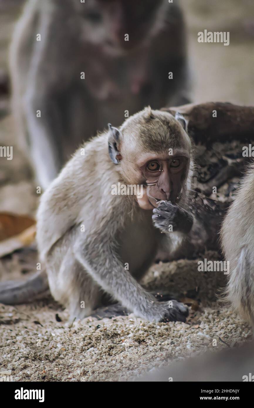 Ein kleiner Affe sitzt und isst am Strand Stockfoto