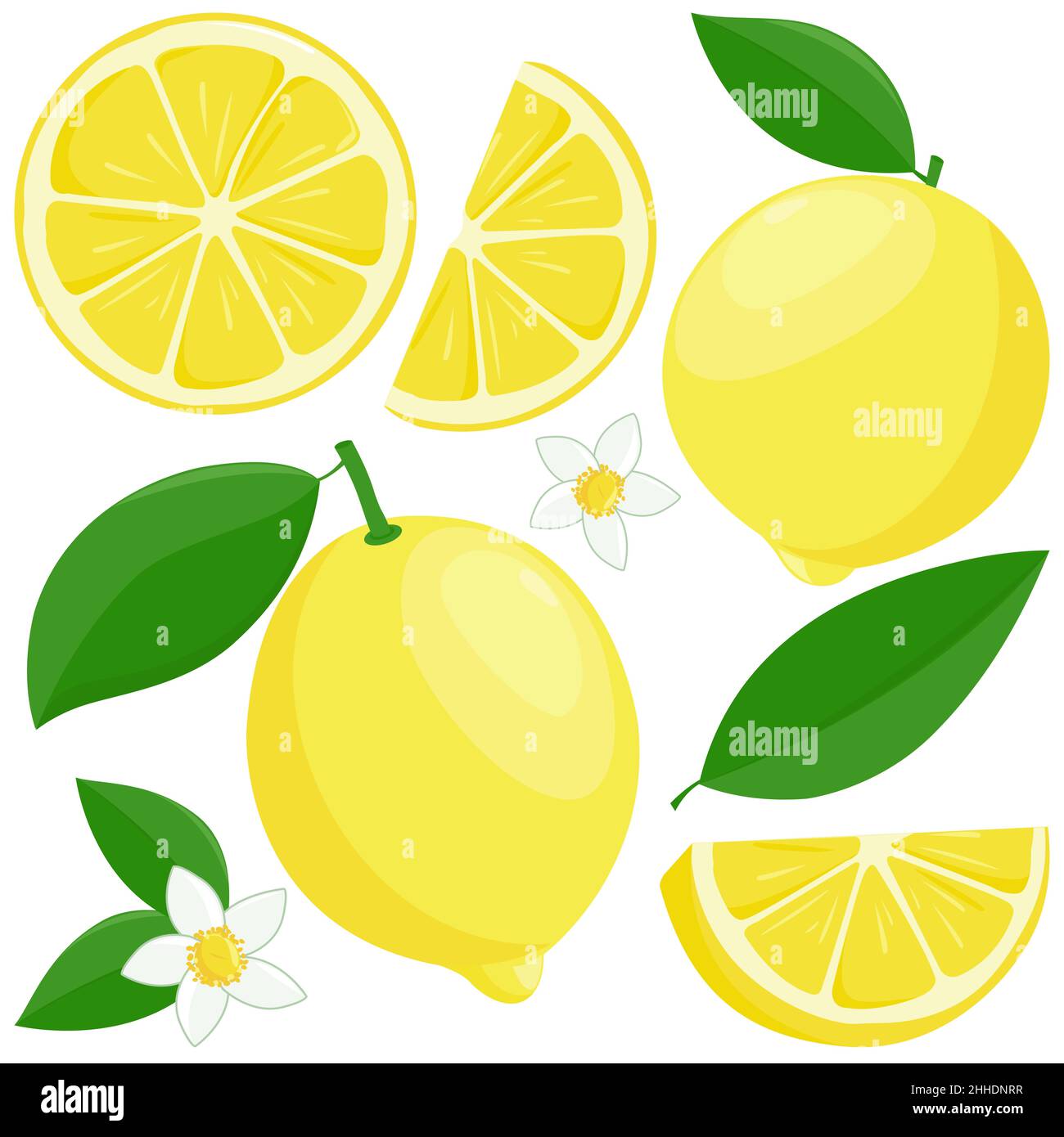 Ganze und geschnittene Zitronenfrüchte, Zitronenblüten und Blätter. Stockfoto