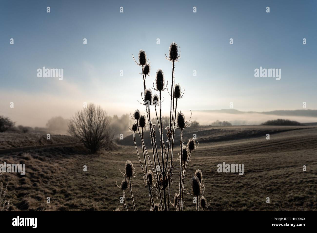 Rottweil, Deutschland. 24th Januar 2022. Karten können im Morgenlicht als Silhouetten am Rand eines Feldes gesehen werden. Kredit: Silas Stein/dpa/Alamy Live Nachrichten Stockfoto