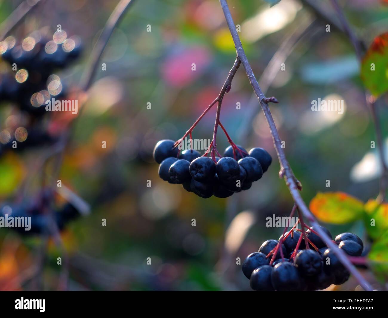 Die Brocken der Apfelbeere auf dem Baum, im Herbst Stockfoto