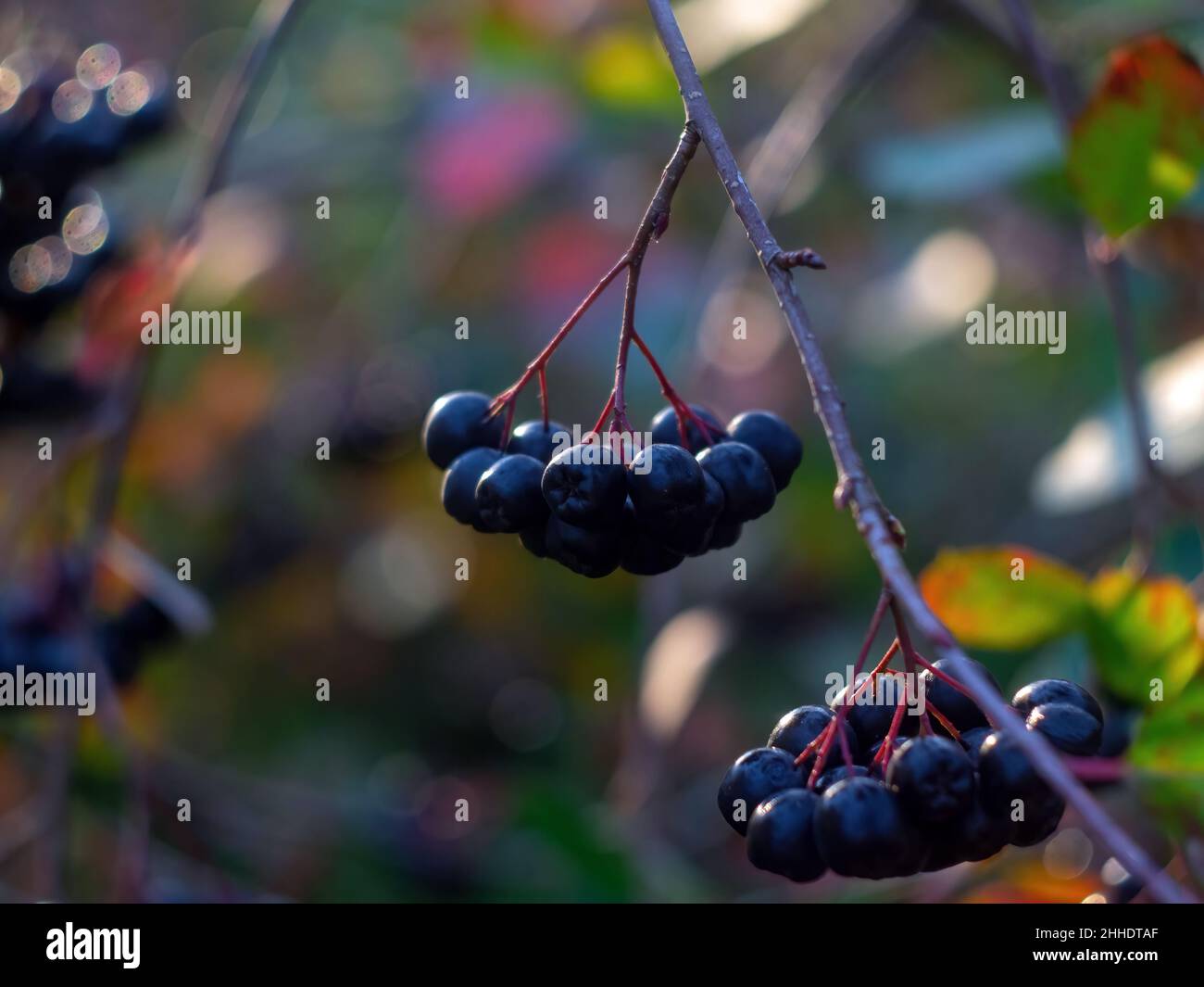 Die Brocken der Apfelbeere auf dem Baum, im Herbst Stockfoto