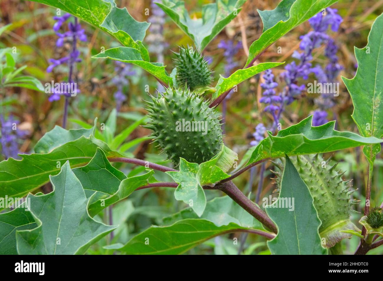 Die Trompete von Datura Angel. Frucht von Datura in Bio-Garten mit verschwommenem Effekt Hintergrund. Nahaufnahme. Stockfoto