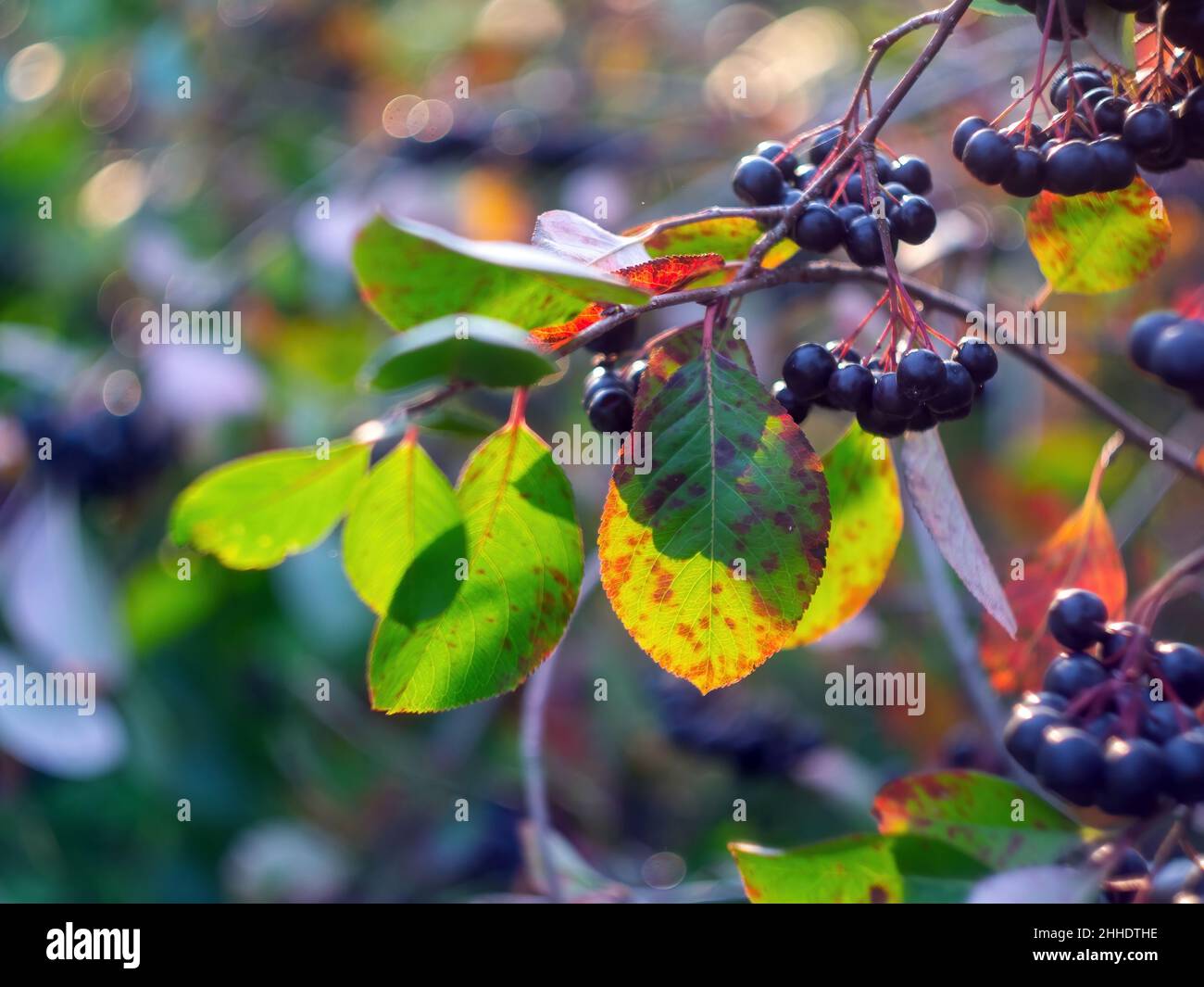 Die Brocken der Apfelbeere auf dem Baum, im Herbst Stockfoto