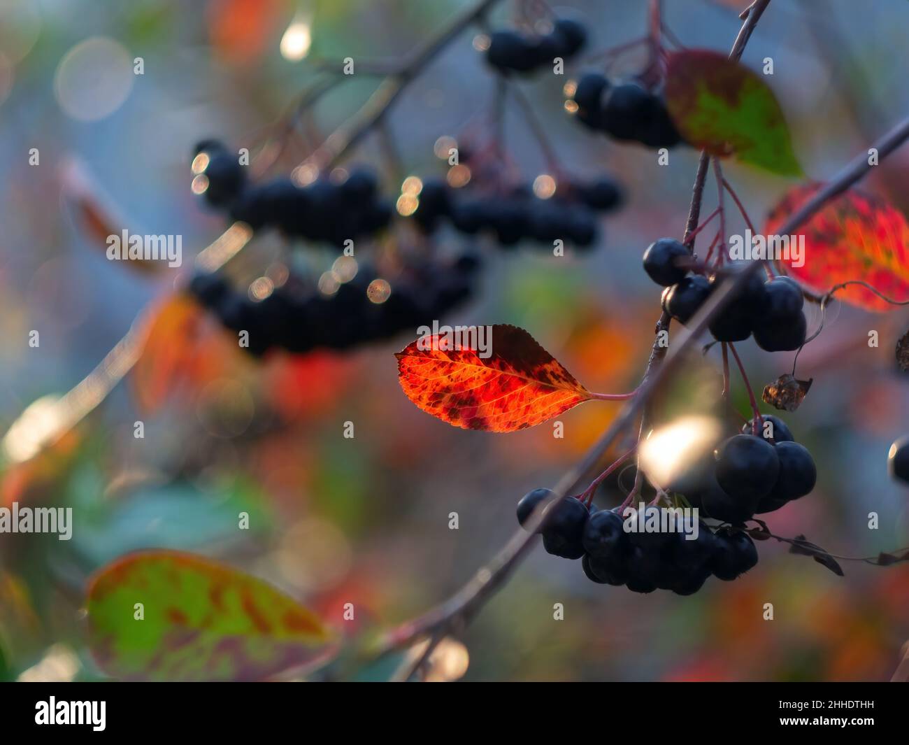 Die Brocken der Apfelbeere auf dem Baum, im Herbst Stockfoto