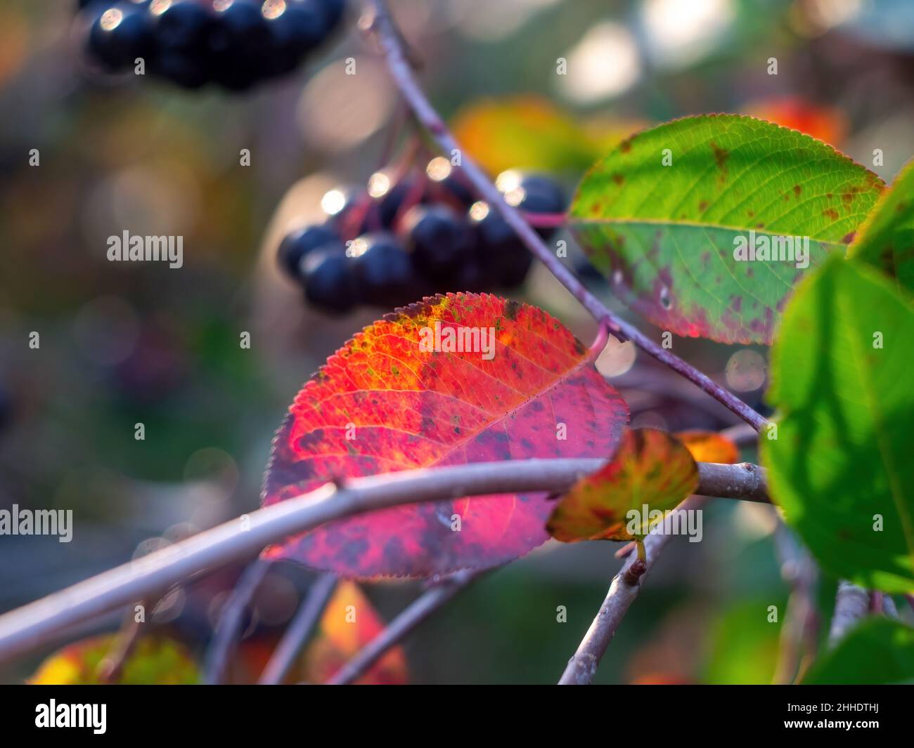 Die Brocken der Apfelbeere auf dem Baum, im Herbst Stockfoto