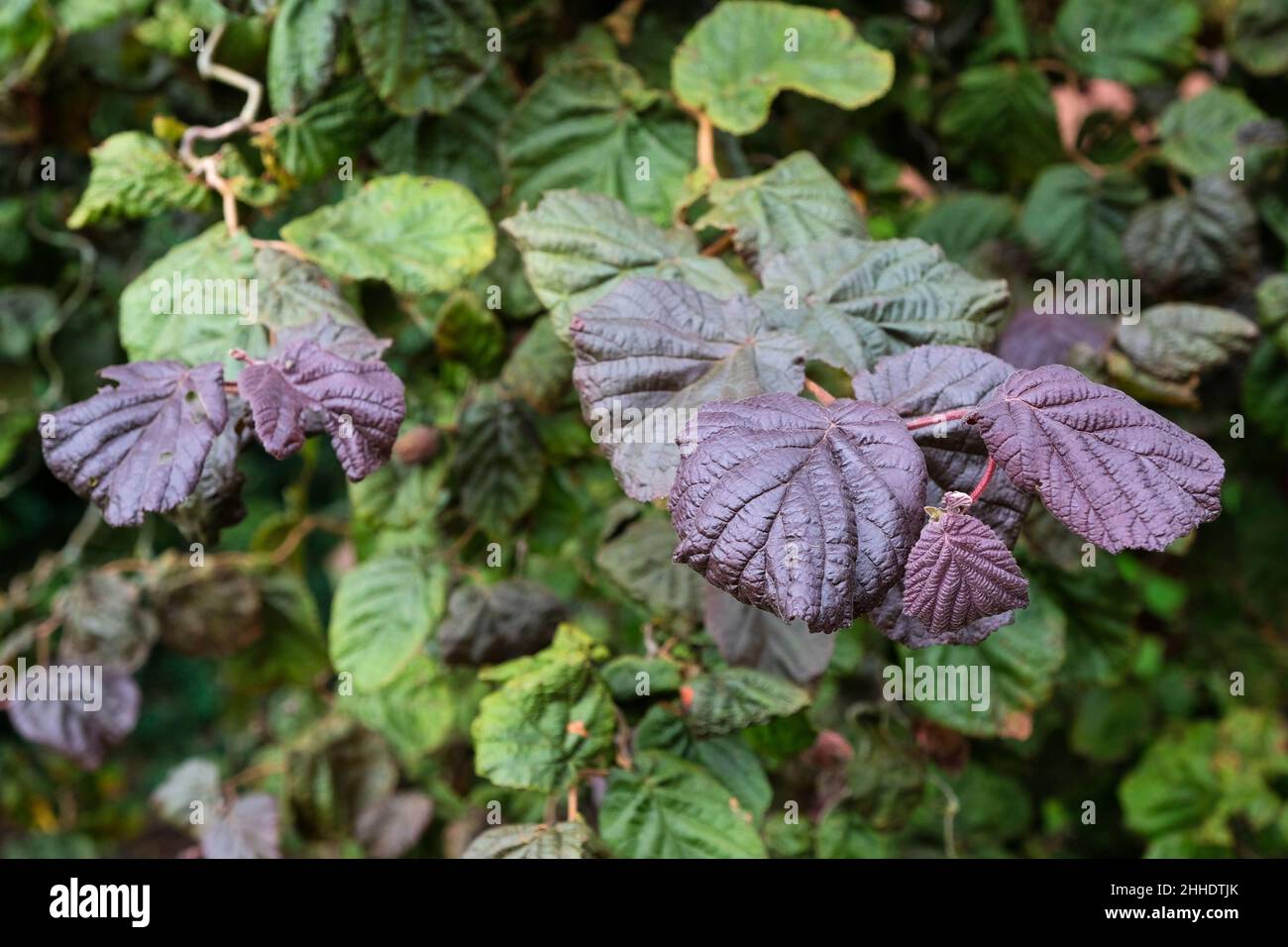 Corylus avellana „Red Majestic“-Baum. Lila Verdrehter Haselbaum. Tiefgeädert, violette Blätter Stockfoto