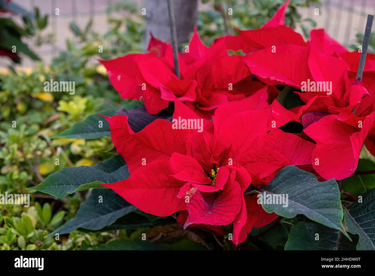 Weihnachtsblume Poinsettia, die rote Zierpflanze und das grüne Blatt aus der Nähe der Pflanze. Weihnachtsdekotation Stockfoto