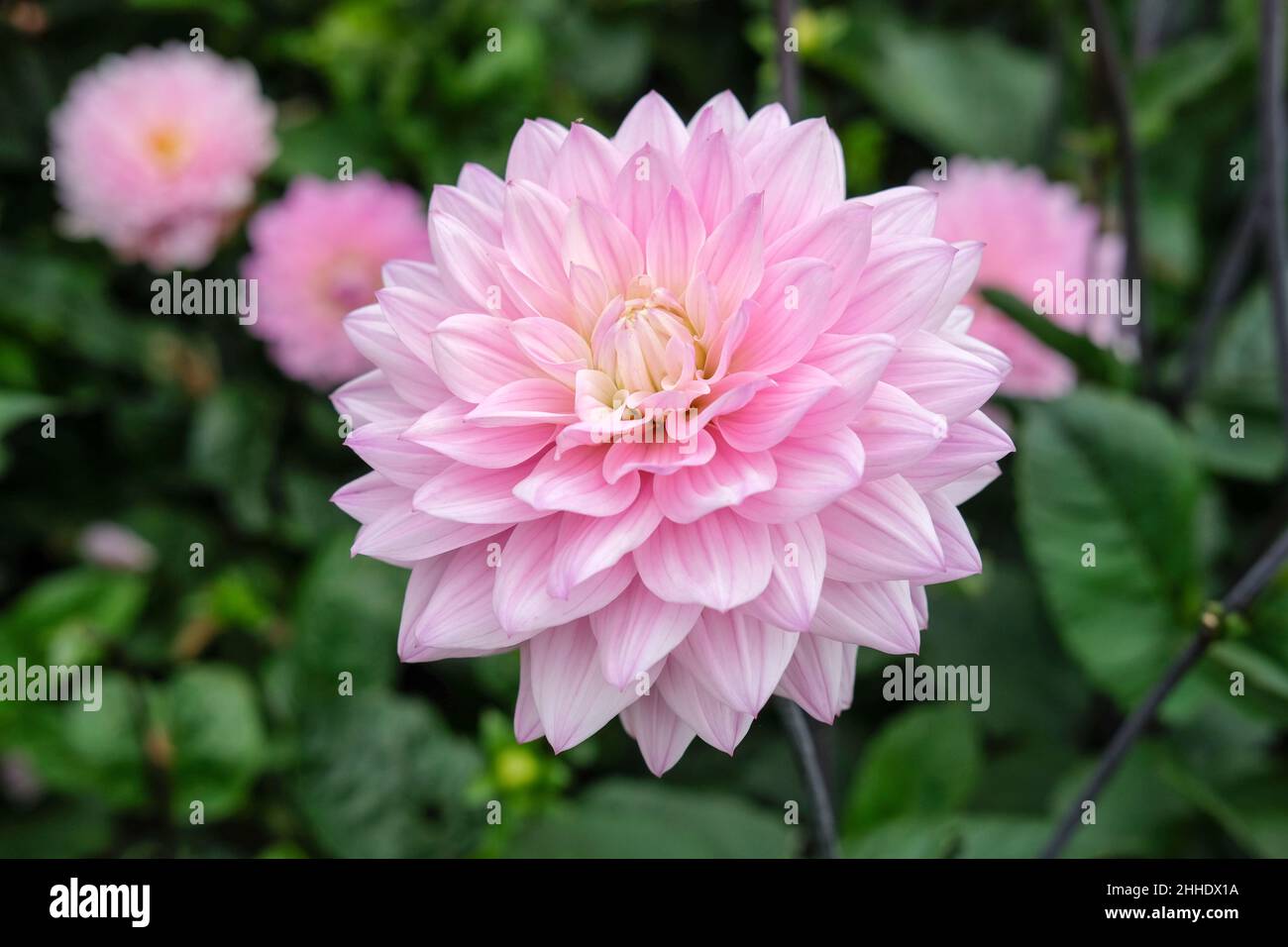 Dahlia „Melody Harmony“. Dekorative Blüten, blasser Flieder mit einem cremig-weißen Zentrum Stockfoto