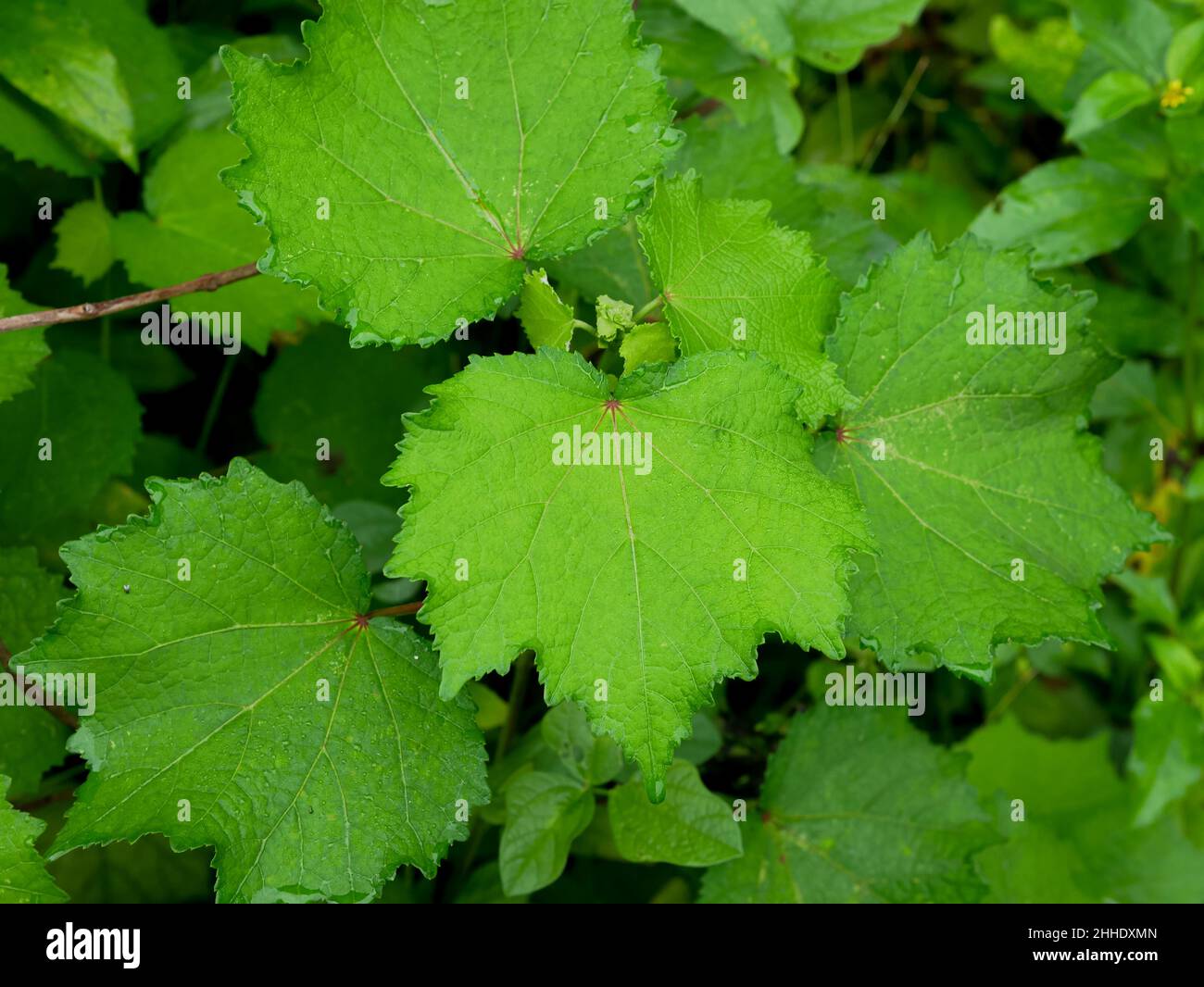 Urena lobata Linn. Allgemein bekannt als Caesarweed oder Kongo Jute Blätter. Grünes Blatt Natur Hintergrund. Stockfoto