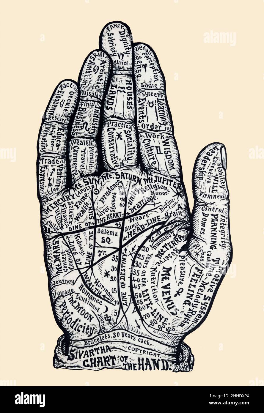 Diagramm der rechten Hand, das zum Lesen der Handfläche verwendet wird und eine Vielzahl von Informationen unter den Falten der Palmarflexion zeigt. Stockfoto