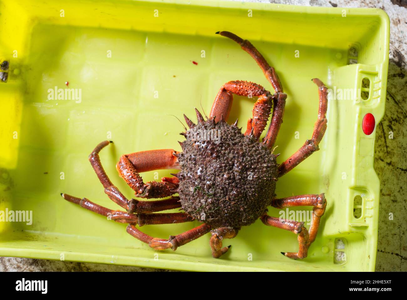 Eine Spinnenkrabbe in einer Kiste, frisch gefangen und wartet darauf, am Hafen verkauft zu werden. Stockfoto