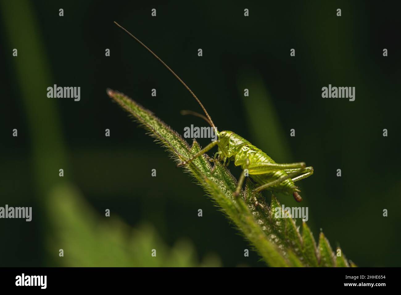 Eine Makroaufnahme einer grünen Heuschrecke, die ihr großes Geschäft macht (Pooping). Stockfoto