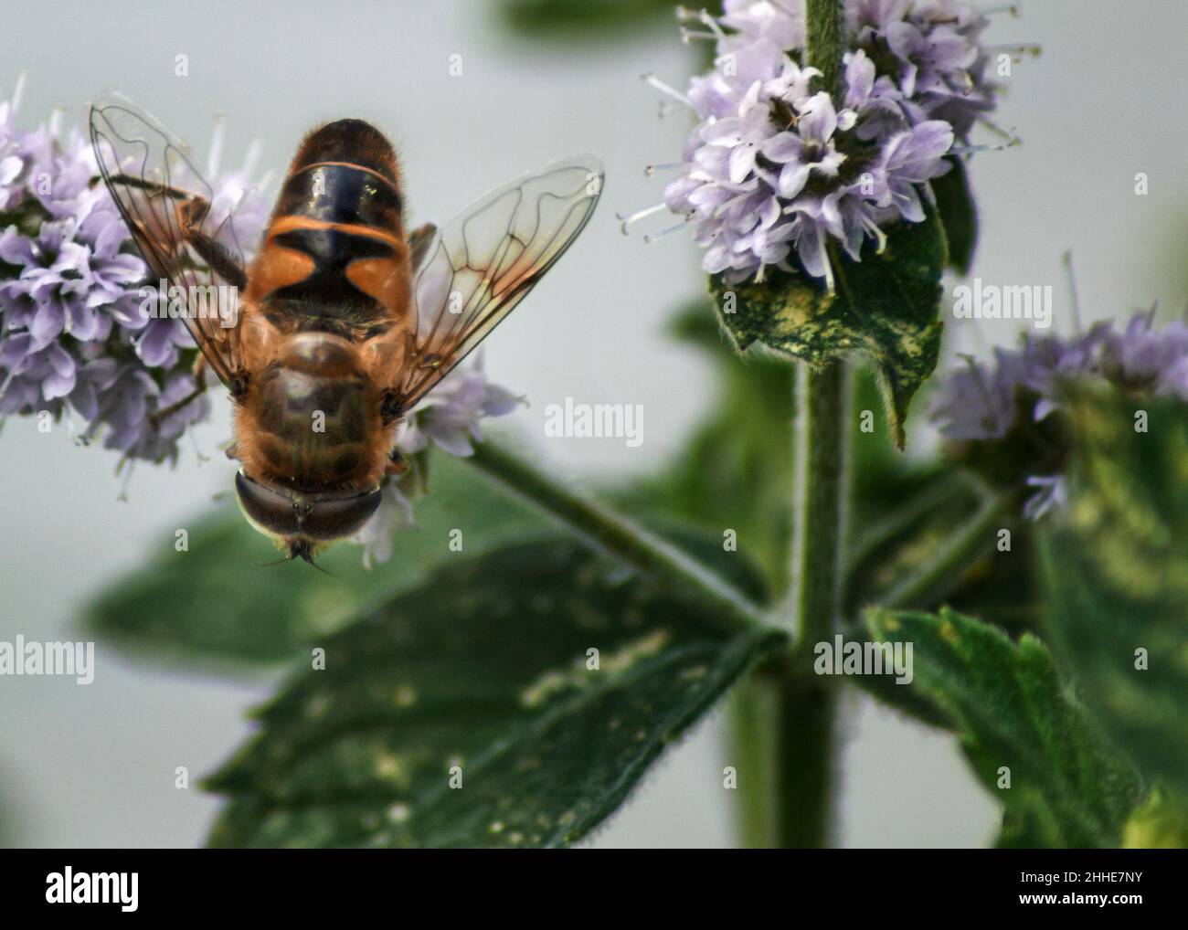 Drohnenschwebfliegen auf einer blühenden Minzpflanze in Großbritannien Stockfoto