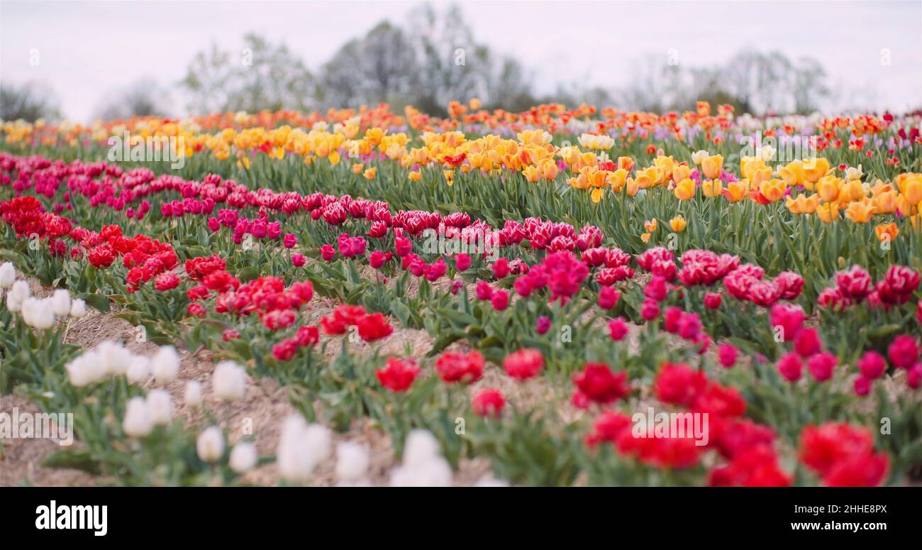 Schöne rote und gelbe Tulpen blühen auf dem Feld. Tulpen Blumenproduktion in den Niederlanden Stockfoto