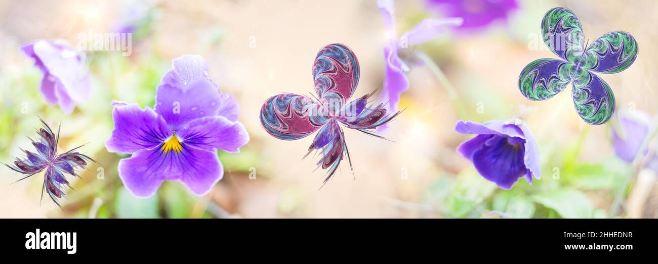 Breitbild unfokussierter natürlicher Hintergrund mit blühenden Veilchen und bunten Fraktalschmetterlingen. Künstlerische Gestaltung, Banner Stockfoto