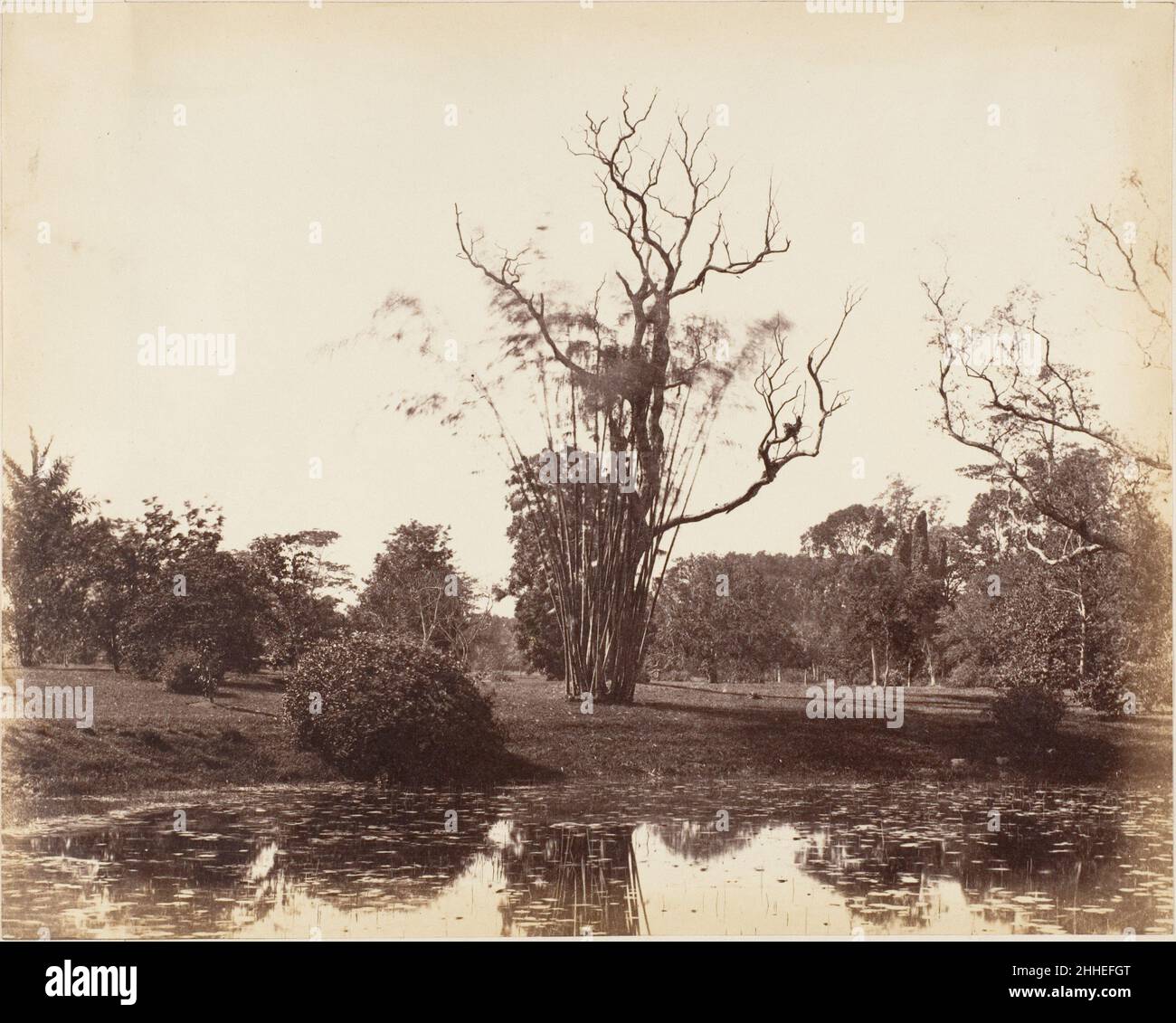 [Botanischer Garten, Kalkutta] 1850s Captain R. B. Hill British. [Botanischer Garten, Kalkutta] 287841 Stockfoto