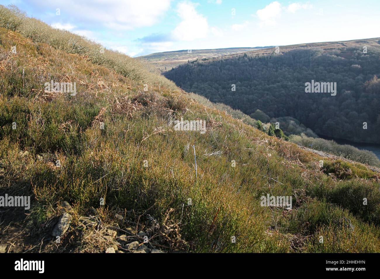 Derwent Edge, Peak District Großbritannien. Stockfoto