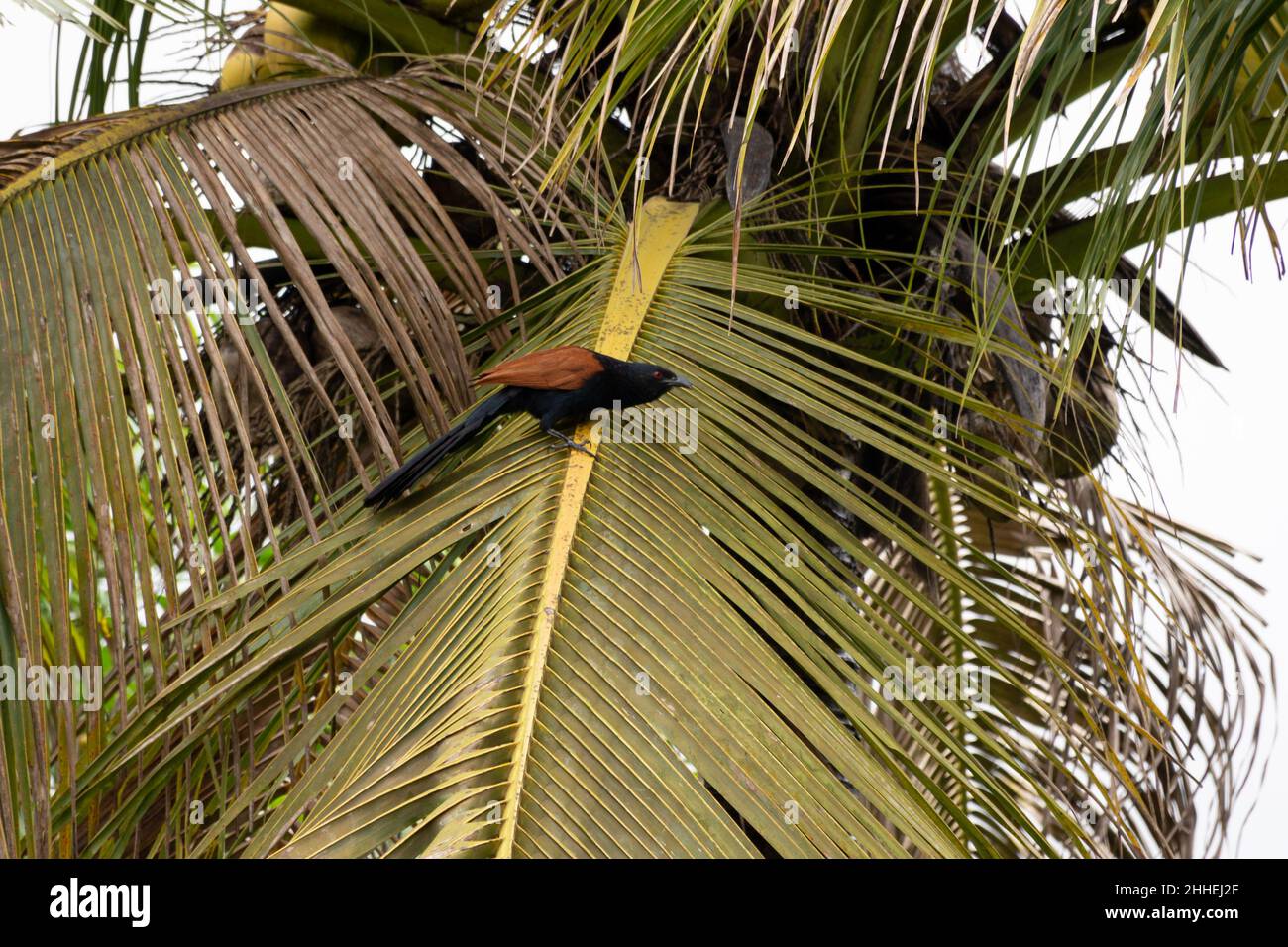 Ein schöner schwarz-brauner Großcoucal (Centropus sinensis), der auf einer Kokunussebaumwedel thront. Auch bekannt als Krähenfaasant. Stockfoto