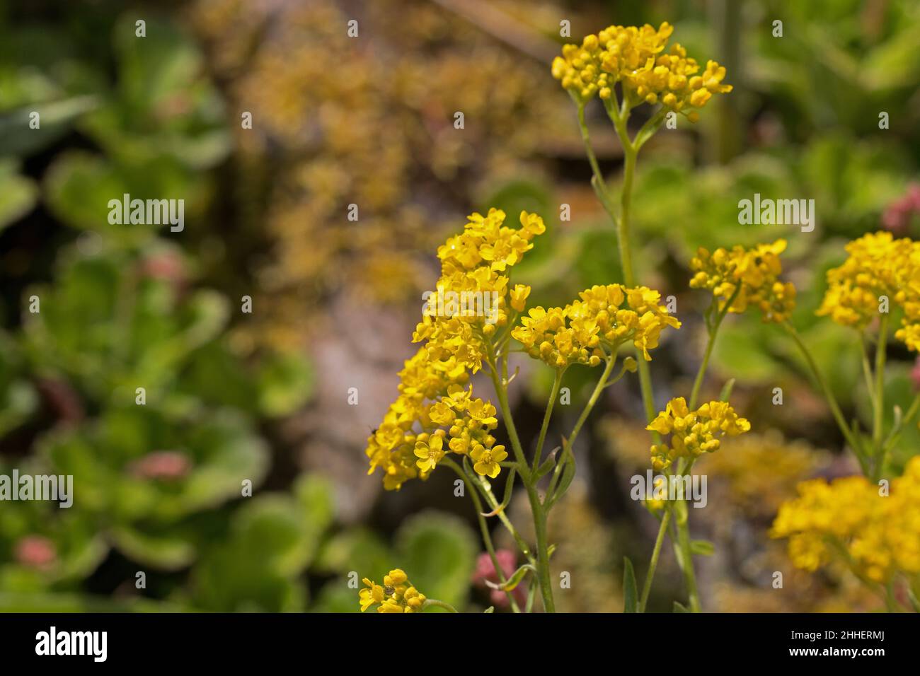 Sommerblumen; leuchtend gelbe Alyssum-Blüten, Aurinia saxatilis, Goldkorb, goldener Büschel oder Madwort, wächst in einem Steingarten, Shropshire, Großbritannien Stockfoto