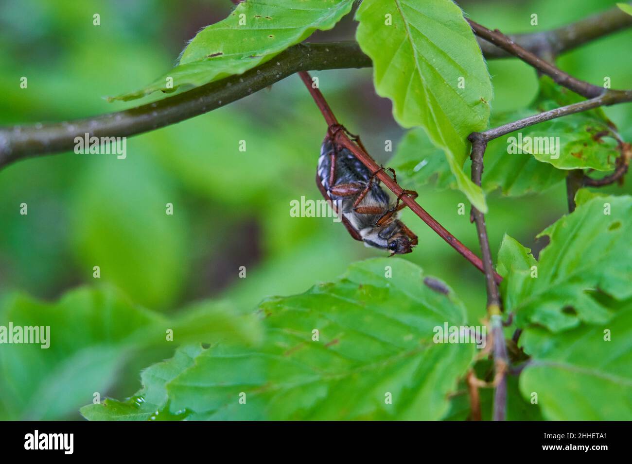 Der Hahnenkäfer, auch Maybug, Maybeetle, Doodlebug, ist ein europäischer Käfer der Gattung Melolontha, der Familie Scarabaeidae Stockfoto