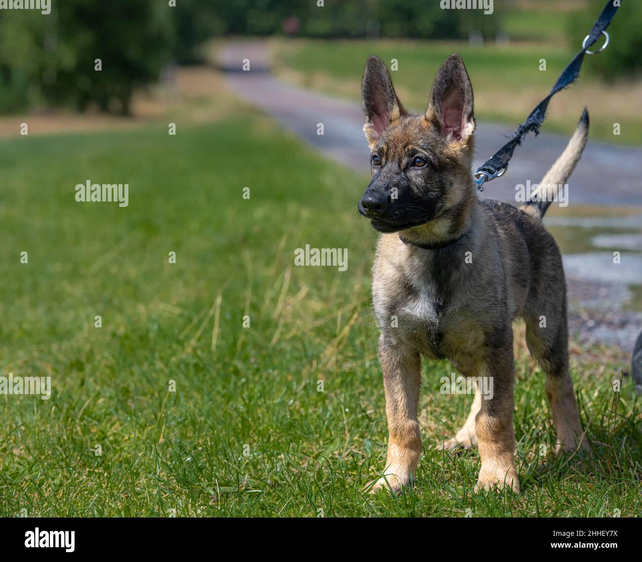 Ein reaktiver elf Wochen alter Schäferhund an einer Leine im grünen Gras Stockfoto